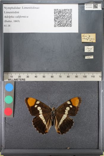 Media type: image;   Entomology 140949